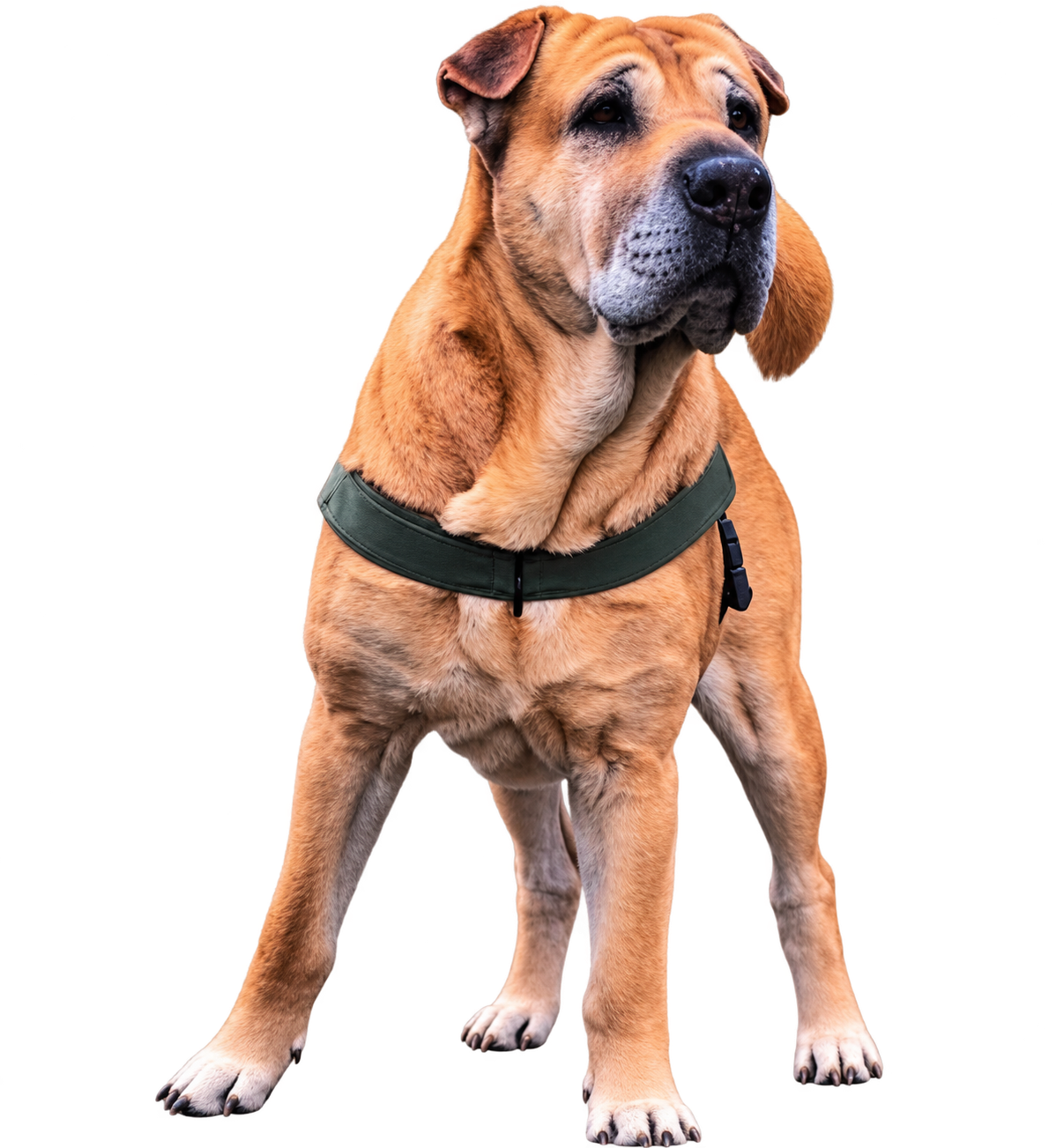 Fawn-farbener Shar-Pei
