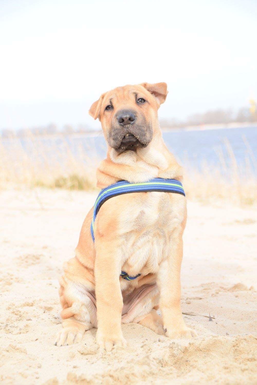 Shar-Pei-Welpe am Strand